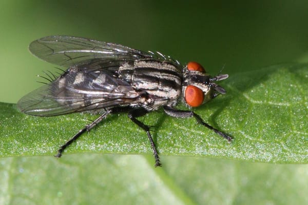 Sophisticated StripedFly Spy Platform Masqueraded for Years as Crypto Miner